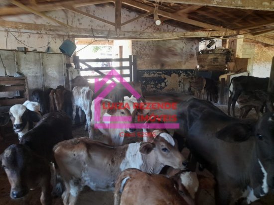 fazenda-venda-rural-florestal-1066843